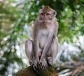 Beautiful unique portrait monkey at monkeys forest in Bali Indonesia, pretty wild animal. Royalty Free Stock Photo