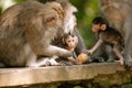 Monkeys in Ubud Monkey Forest, Bali Royalty Free Stock Photo