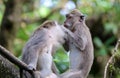 Beautiful unique portrait of two monkey at monkeys forest in Bali Indonesia, pretty wild animal. Royalty Free Stock Photo