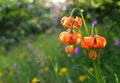 Beautiful unique and rare flower in unspoiled nature Royalty Free Stock Photo