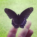 Beautiful, uniquely colored butterfly