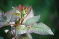 Beautiful unopened Bud with leaves. Dark red dressing garden green tea rose. Royalty Free Stock Photo