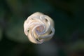 Beautiful unopened poisonous flower Datura