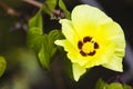 A beautiful, unspoiled Yellow Flower Royalty Free Stock Photo