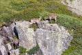 Three alpine ibex grazing on steep rocks Royalty Free Stock Photo