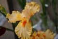 Beautiful and unusual blooming summer iris