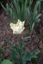 A beautiful unusual blooming tulip in a flowerbed.