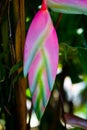 Beautiful unusual exotic colorful Heliconia plant close-up