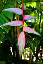 Beautiful unusual exotic colorful Heliconia plant close-up