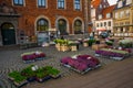 Beautiful unusual flowers are sold on the street. Helsingor, Denmark