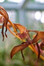 A beautiful unusual green and brown Paphiopedilum rothschildianum x sanderianum cross lady`s slipper hybrid botanical orchid plan