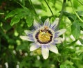 Beautiful and unusual passion flower. Royalty Free Stock Photo