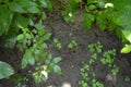 Street land with a rose seedlings and green plants around. Royalty Free Stock Photo