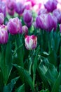Beautiful unusual pink and white single tulip in focus