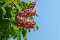 Beautiful unusual red chestnut tree flowers blossom