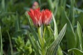 beautiful red tulip twins on Flower island Mainau in Germany Royalty Free Stock Photo