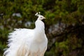 A beautiful and unusual white leucistic peacock Royalty Free Stock Photo