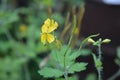 Beautiful unusual yellow flowers with seeds from the medicinal flower celandine on an unusual magical green background.