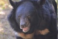 Beautiful Up Close Look at the Face of a Sun Bear Royalty Free Stock Photo