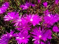 Beautiful up close purple flower patch 4k