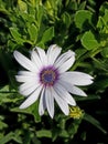 Beautiful up close purple and white flower 4k
