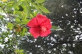 Beautiful up close of red hibiscus,hibiscus flower,hawaiian flowers,china rose,hibiscus plant,hibiscus tree Royalty Free Stock Photo