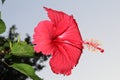 Beautiful up close of red hibiscus,hibiscus flower,hawaiian flowers,china rose,hibiscus plant,hibiscus tree Royalty Free Stock Photo