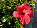 Beautiful up close of red yellow hibisuc 4k