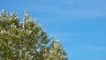 Treetop with green leaves on background of blue sky Royalty Free Stock Photo