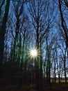 Beautiful upright view of bare deciduous forest of tall beech trees without leaves in morning sun in late autumn in Swabian Alb. Royalty Free Stock Photo