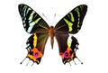 Beautiful Urania butterfly