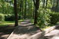 Beautiful urban alley with trees in the park in the morning sun Royalty Free Stock Photo