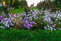 A beautiful urban flower bed in an urban environment. Background with copy space. September 5, 2021 Hincesti Moldova