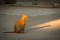 A beautiful urban photograph of a stray cat sitting on the concrete street Royalty Free Stock Photo