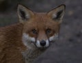 Beautiful urban red fox in the park Royalty Free Stock Photo