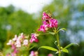 Garden balsam (impatiens balsamina). N 6.