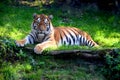 A beautiful Ussurian tiger lies on the grass