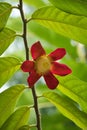 Uvaria grandiflora growing in botanical garden