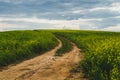 Beautiful valley. way through green meadows and hills. yellow flowering field. nature landscape with horizon Royalty Free Stock Photo