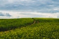 Beautiful valley. way through green meadows and hills. yellow flowering field. nature landscape with horizon Royalty Free Stock Photo