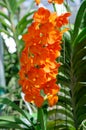 Beautiful of vanda hybrid orchid flower group in the garden hanging pot Royalty Free Stock Photo