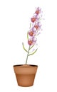 Beautiful Vanda Orchid in A Terracotta Pot