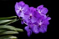 Beautiful Vanda Sansai Blue Orchid on a black isolated background Royalty Free Stock Photo