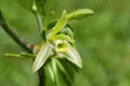 Vanilla plant flower, madagascar Royalty Free Stock Photo