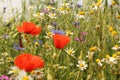 Beautiful variation of wild flowers in a field margin in the dutch countryside in springtime Royalty Free Stock Photo