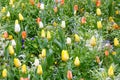 Beautiful varicolored tulips. Nature background. Royalty Free Stock Photo