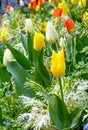 Beautiful varicolored tulips. Nature background. Royalty Free Stock Photo