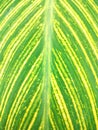 beautiful variegated green and yellow colored canna lily leaf motif Royalty Free Stock Photo