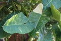 Beautiful variegated large leaves of Philodendron Jose Buono, a climbing tropical plant