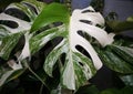 Beautiful variegated leaf of Monstera Albo Borsigiana, a popular tropical houseplant Royalty Free Stock Photo
